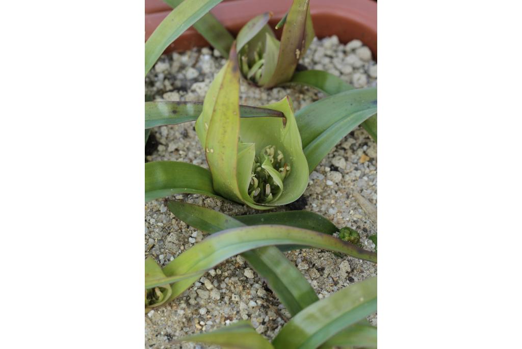 Eucomis-achtige androcymbium