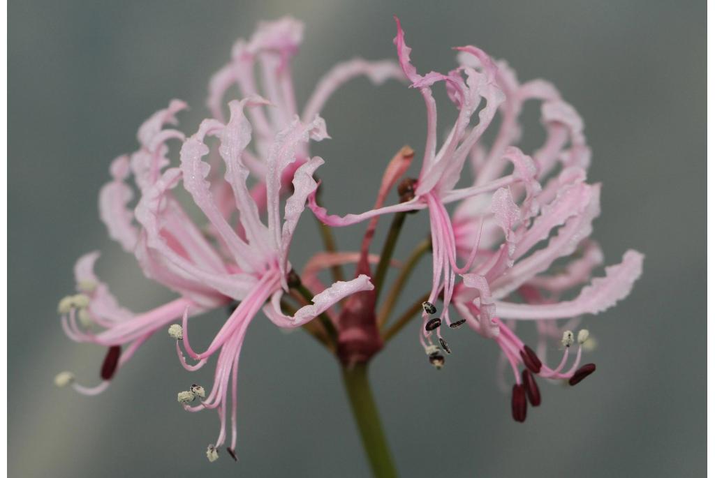 Golvende nerine