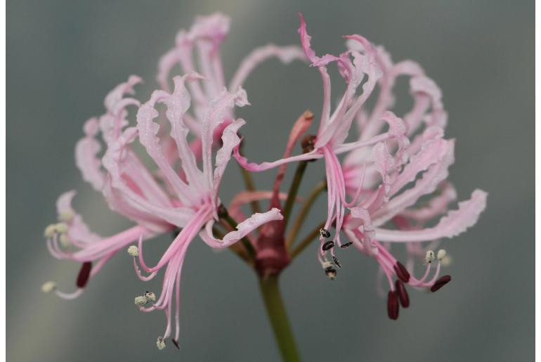 Nerine undulata -5713