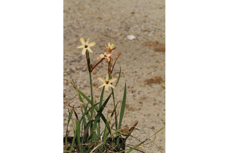 Ixia paniculata -5741