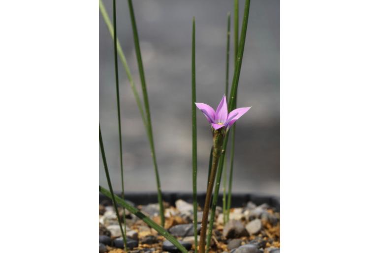 Romulea rosea var rosea -5744