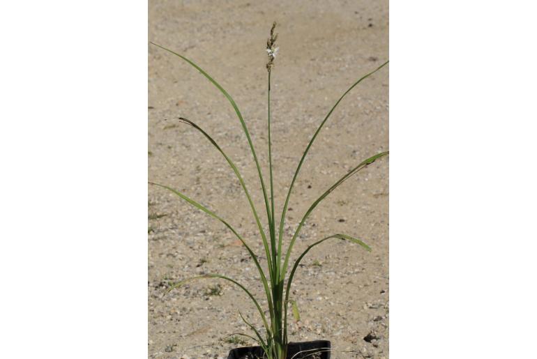 Chlorophytum saundersiae -5746