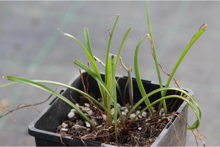 Zephyranthes robusta -5751