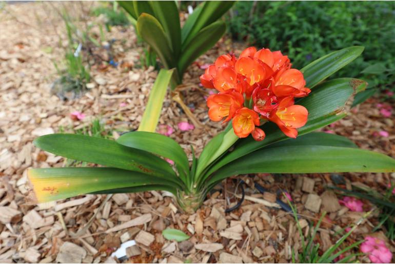 Clivia miniata -5798