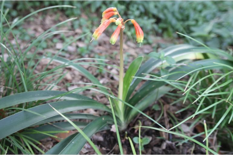 Clivia robusta -5800