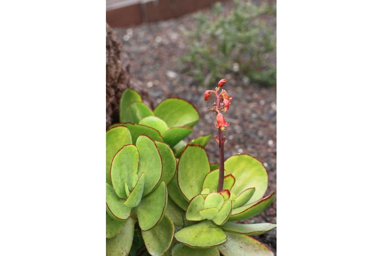 Cotyledon orbiculata -5810