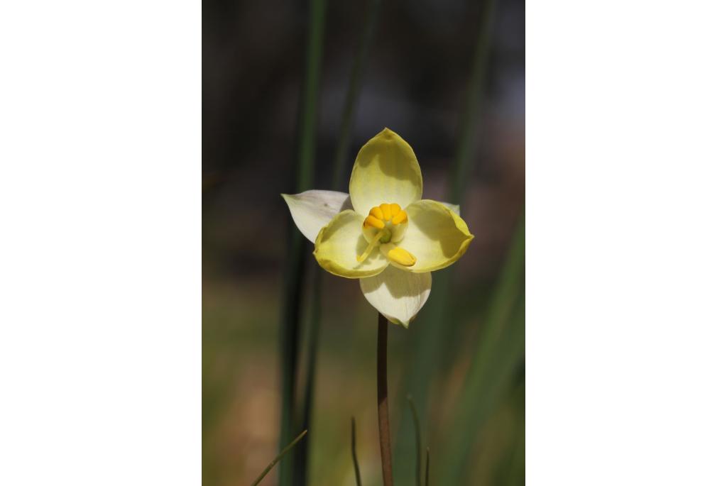 Witte cyanella