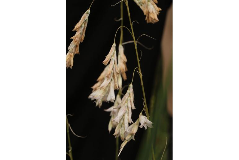 Dierama pallidum -5820