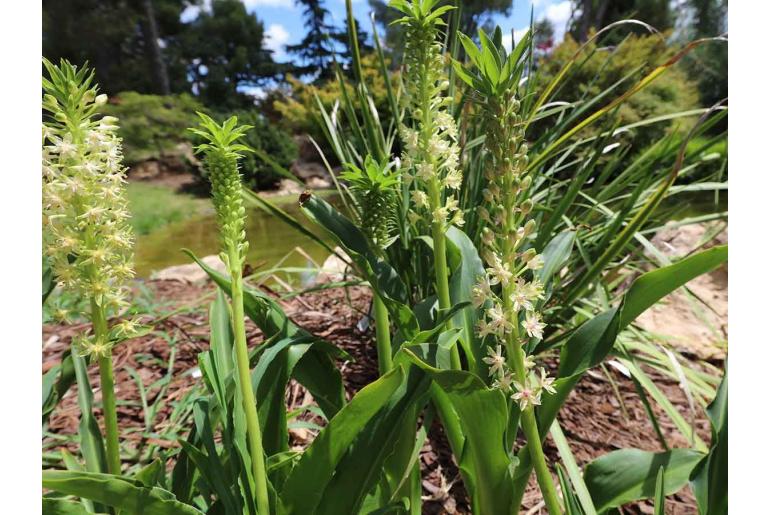 Eucomis comosa -5824