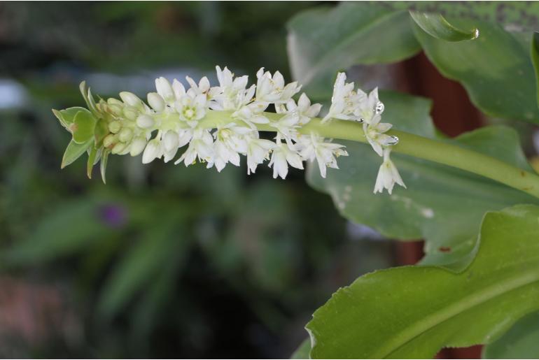 Eucomis zambesiaca -5826