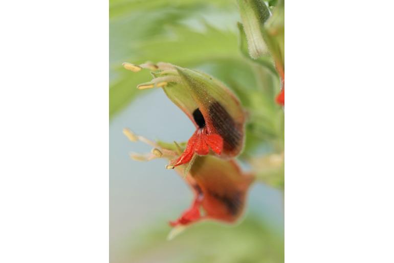 Melianthus comosus -5877