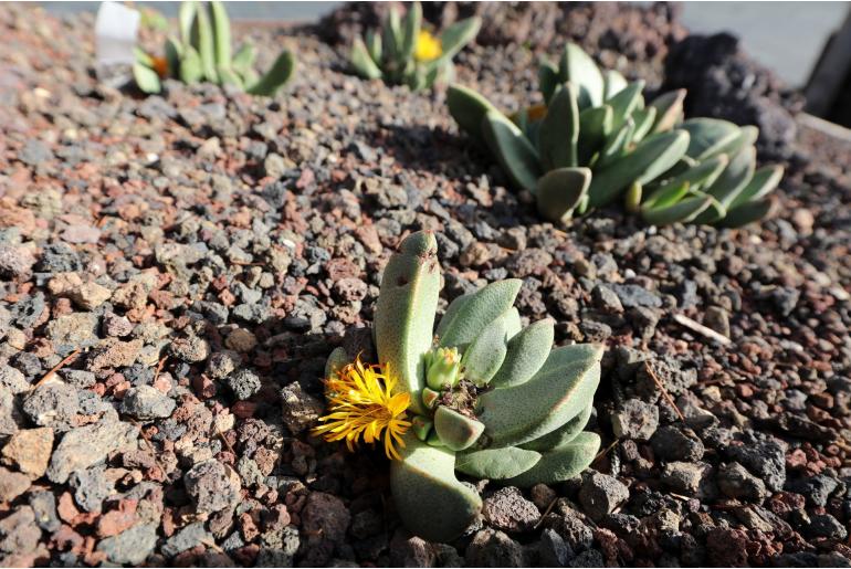 Pleiospilos compactus -5920