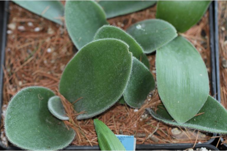 Haemanthus humilis ssp hirsutus -5924