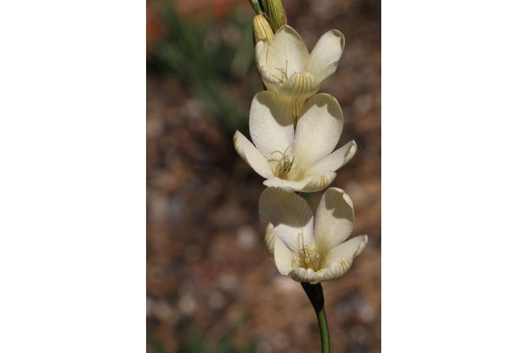 Tritonia gladiolaris -5925