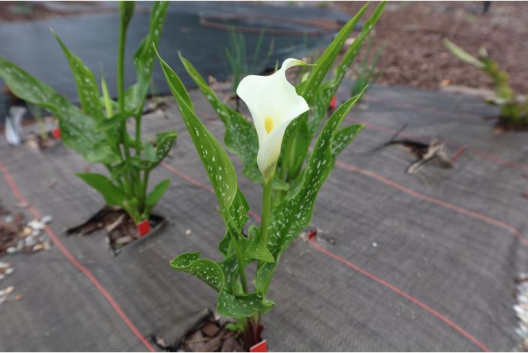 Zantedeschia albomaculata ssp albomaculata -5927