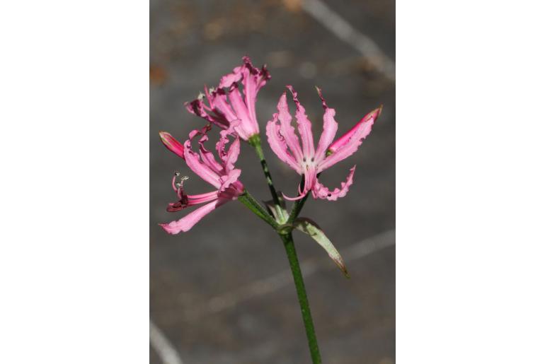 Nerine filifolia -5941