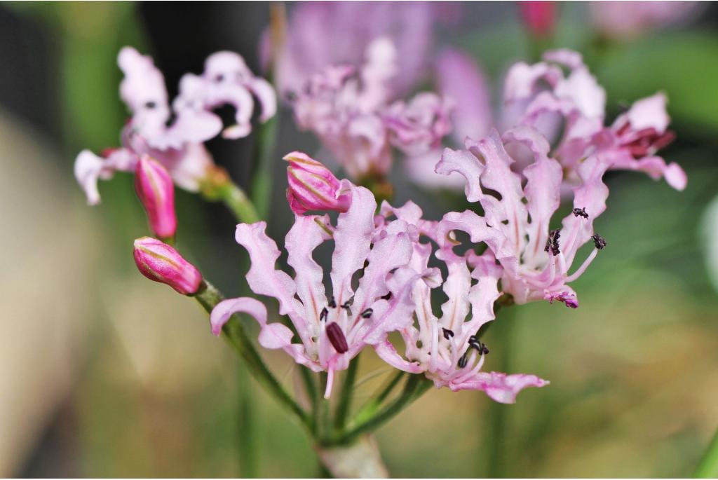 Masons' nerine