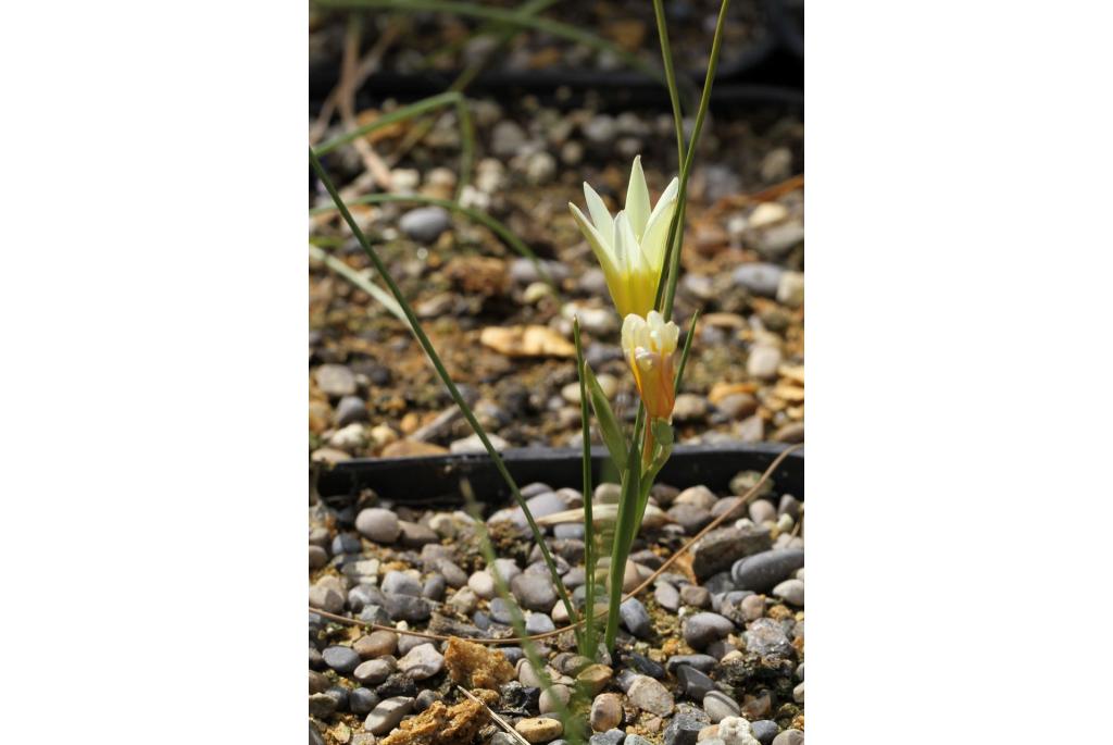 Leipoldt's romulea