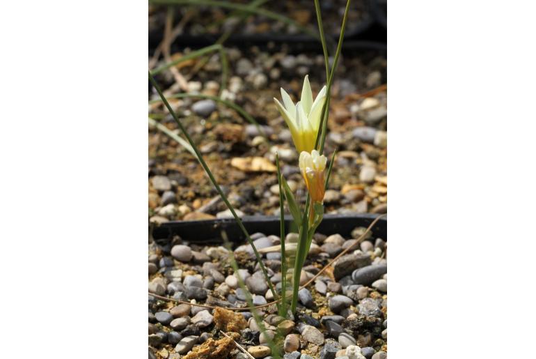 Romulea leipoldtii -6018