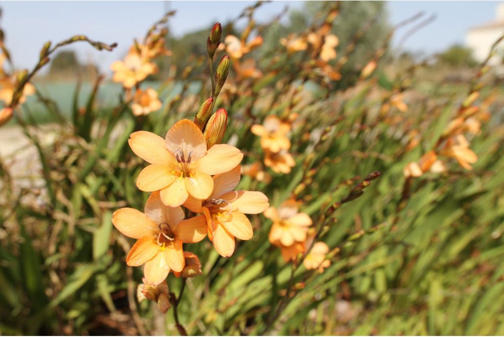 Vlam freesia