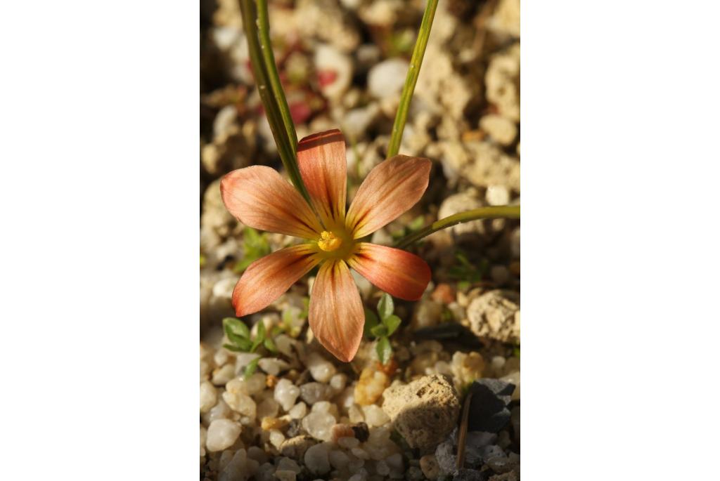 Romulea met borstelig blad