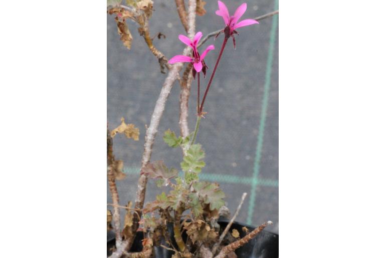 Pelargonium ionidiflorum -6074