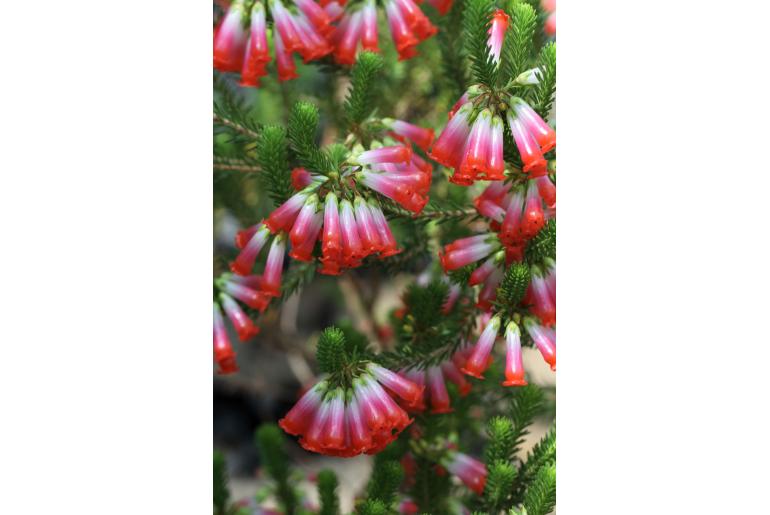 Erica regia -6092