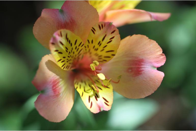 Alstroemeria aurea -6105