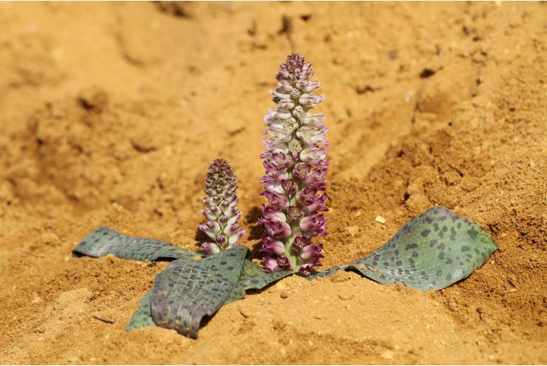 Lachenalia kliprandensis -6120