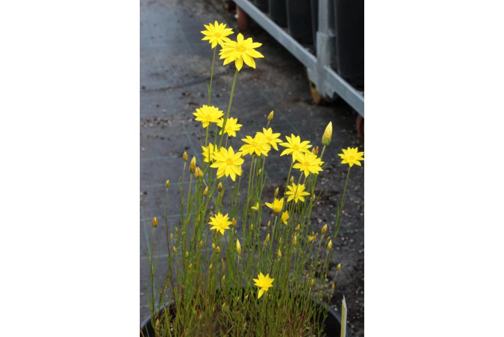 Schoenia met draadachtig blad