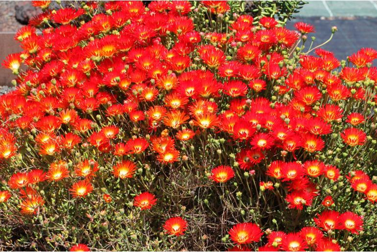 Drosanthemum bicolor -6223