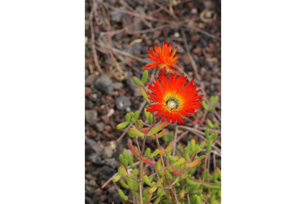 Robertson drosanthemum