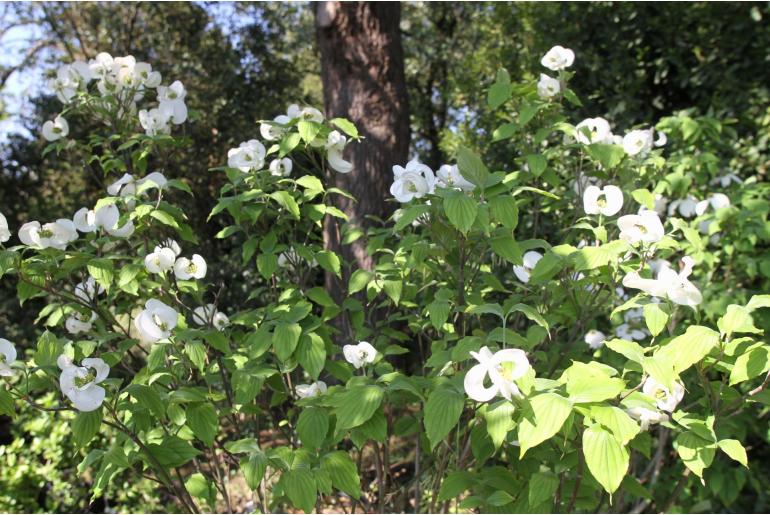 Cornus florida -6259