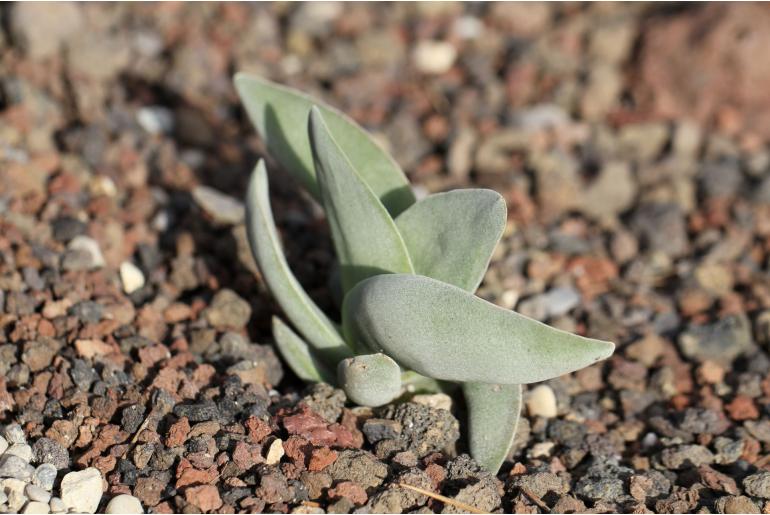 Crassula perfoliata -6275