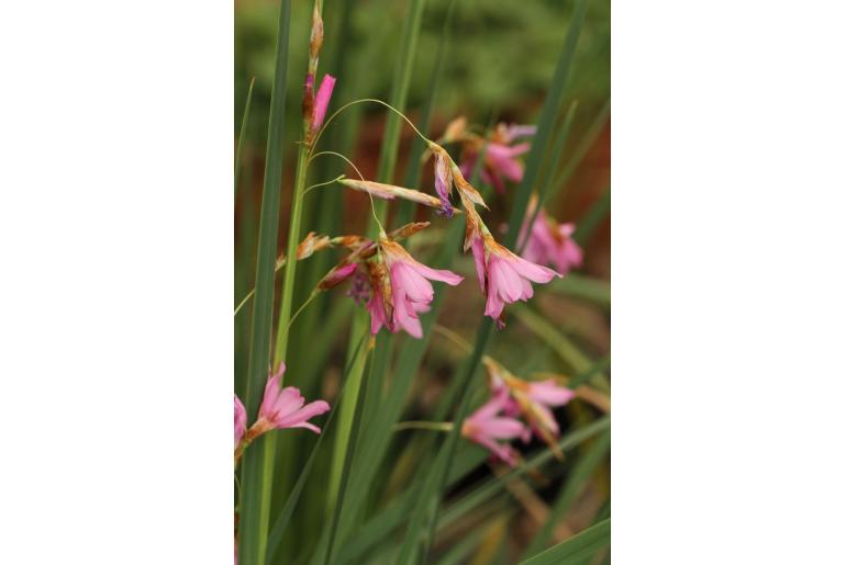 Dierama jucundum -6291