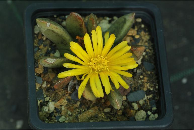 Glottiphyllum nelii -6337