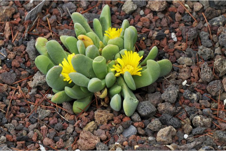 Glottiphyllum oligocarpum -6338