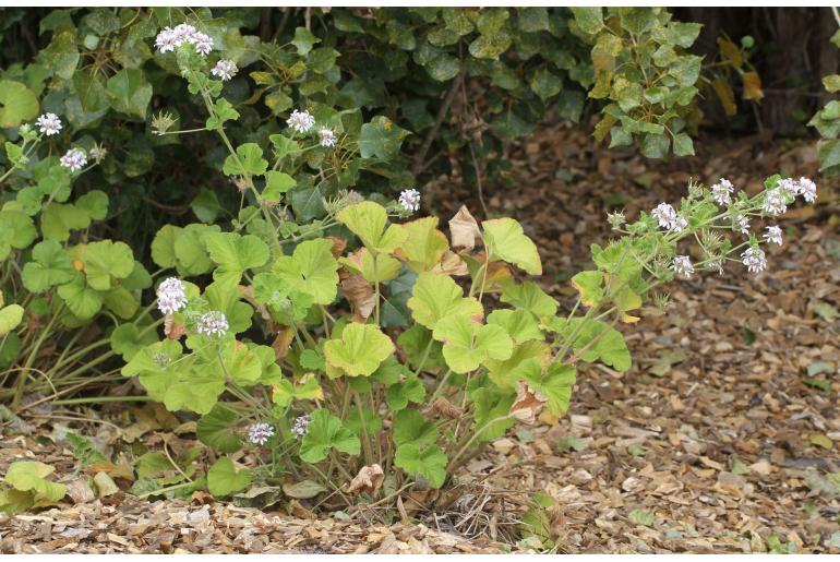 Pelargonium australe -6405