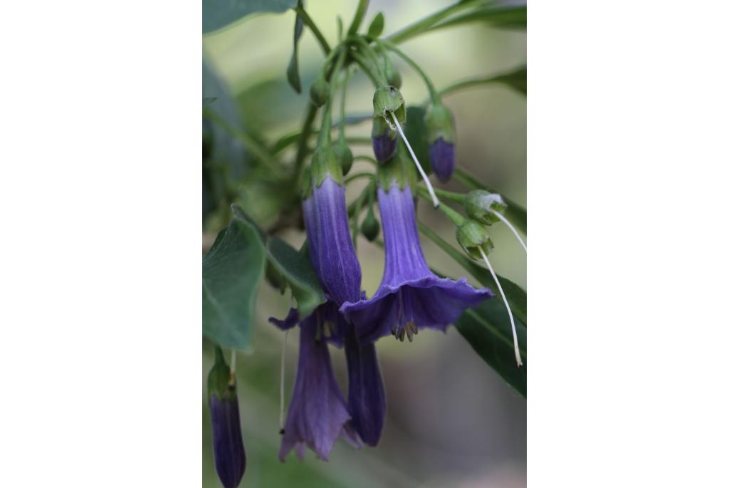 Grootbloemige iochroma