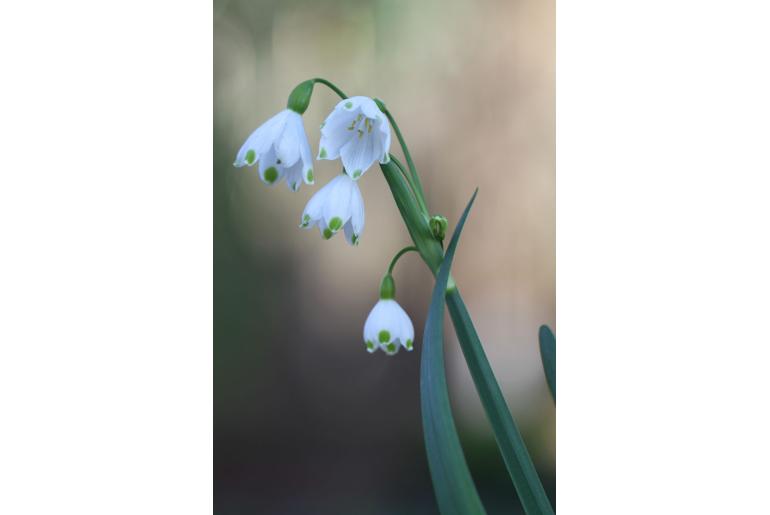 Leucojum aestivum -6491