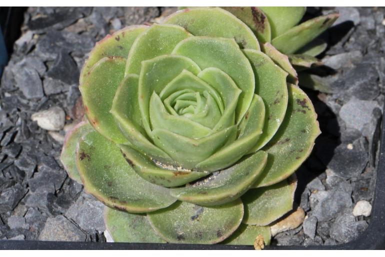 Aeonium aureum -6507