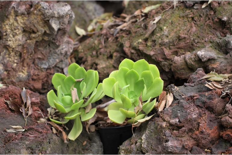 Aeonium glutinosum -6515