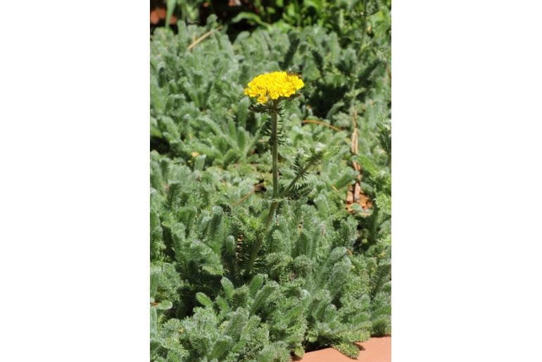 Achillea chrysocoma -6589