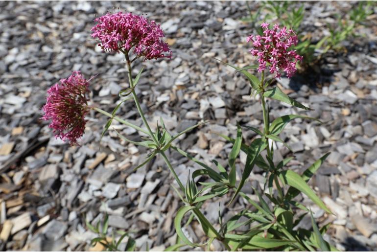 Valeriana lecoqii -6624