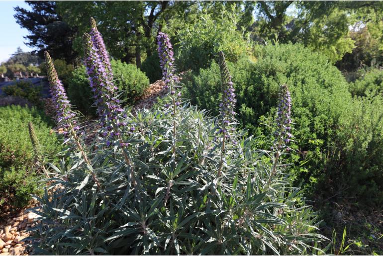 Echium thyrsiflorum -6667