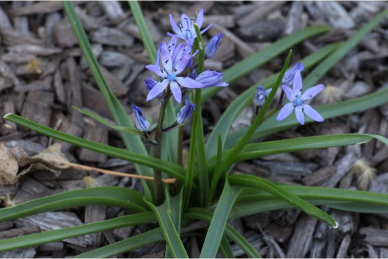 Hyacinthoides reverchonii -6689