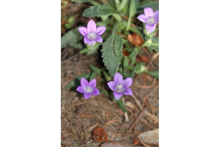 Campanula cretica -6718