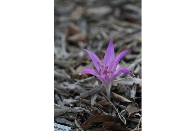 Colchicum macrophyllum -6722