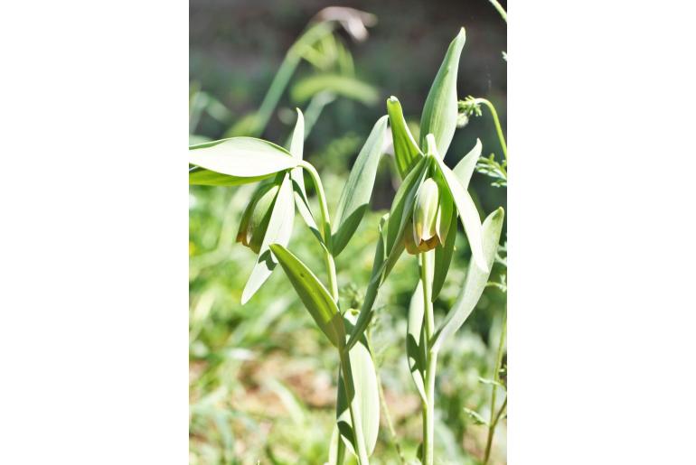 Fritillaria pontica -6732