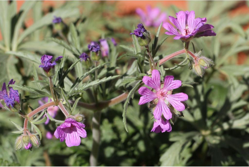 Tuberose Geranium